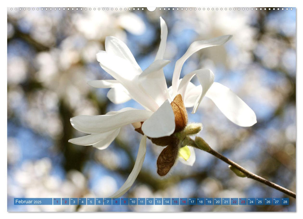 Magnolien-Frühling (CALVENDO Premium Wandkalender 2025)