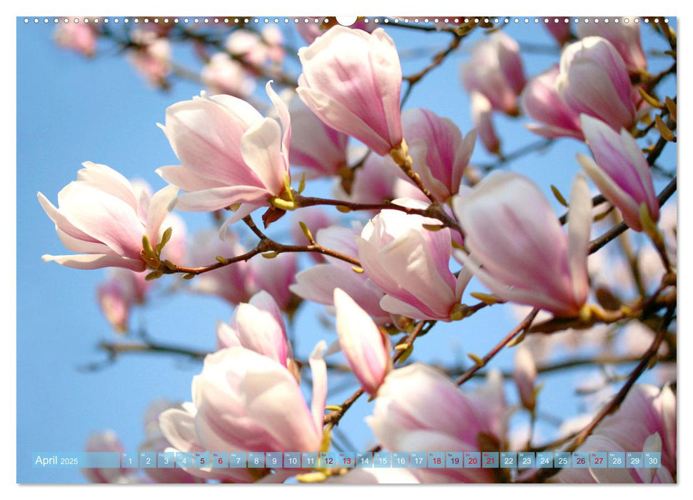 Magnolien-Frühling (CALVENDO Premium Wandkalender 2025)