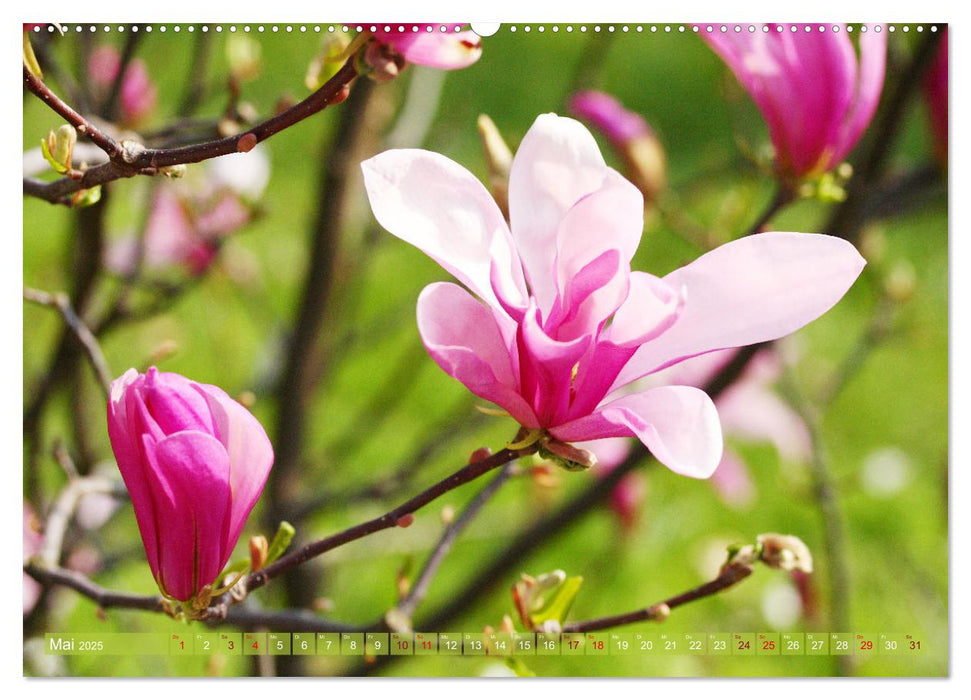 Magnolien-Frühling (CALVENDO Premium Wandkalender 2025)