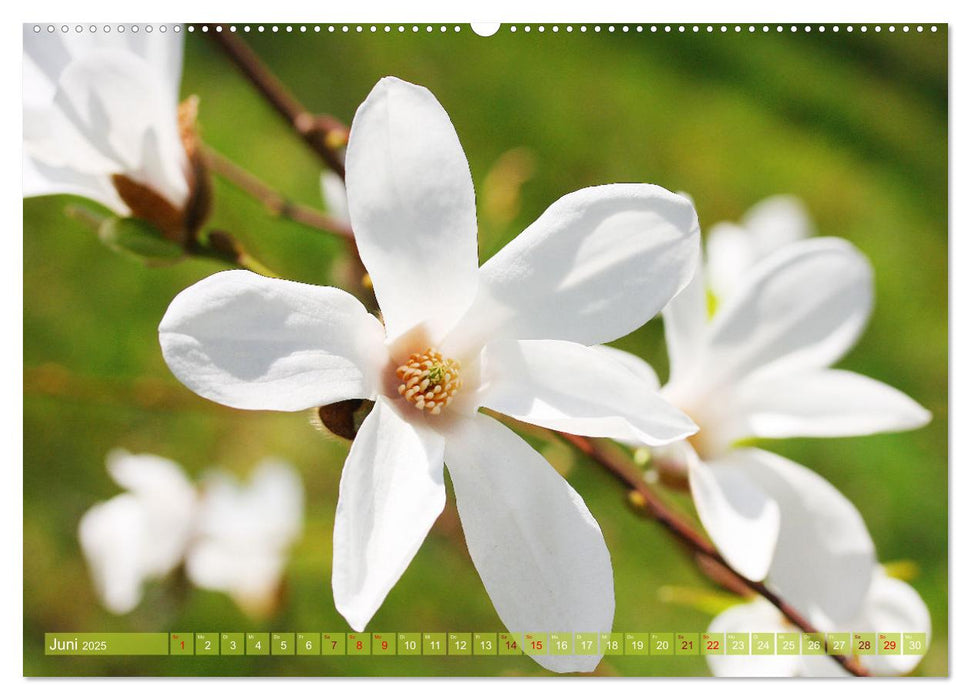 Magnolien-Frühling (CALVENDO Premium Wandkalender 2025)