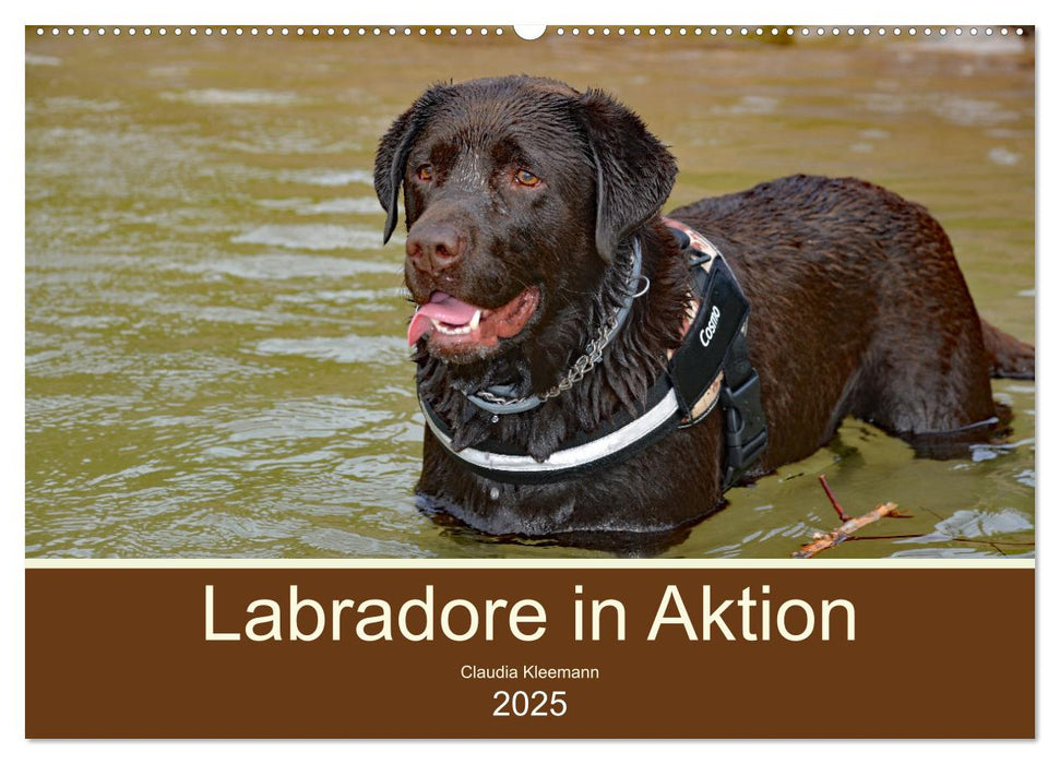 Labradore in Aktion (CALVENDO Wandkalender 2025)