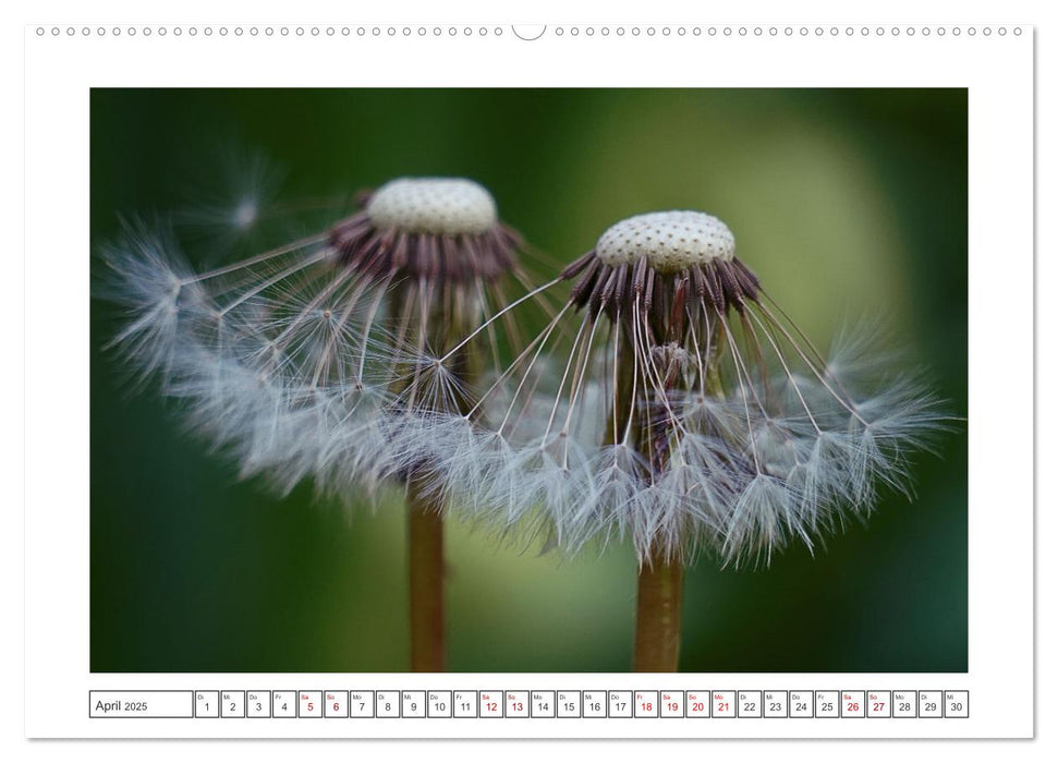 Zauberhafte Pusteblumen (CALVENDO Premium Wandkalender 2025)