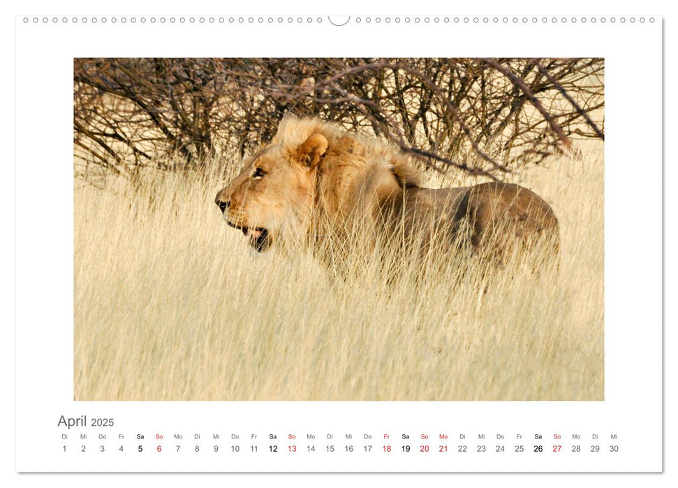 Namibia - unterwegs mit Julia Hahn (CALVENDO Premium Wandkalender 2025)