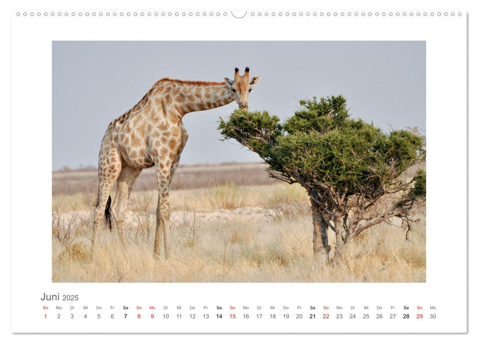 Namibia - unterwegs mit Julia Hahn (CALVENDO Premium Wandkalender 2025)