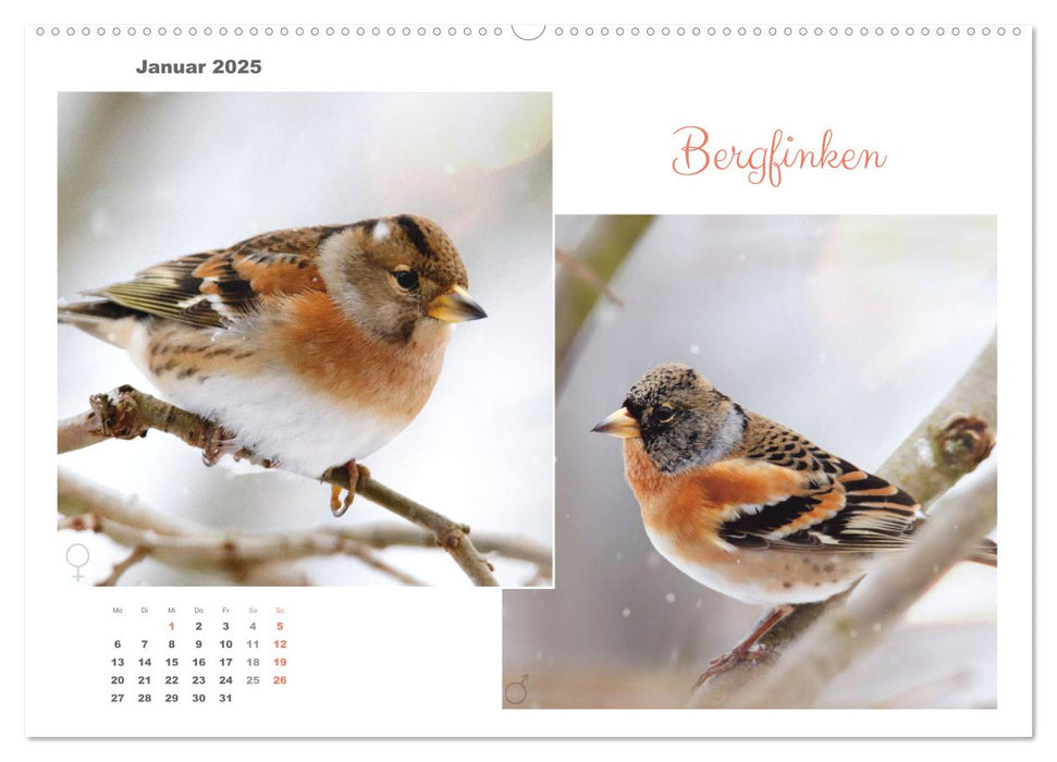 Vogel-Pärchen (CALVENDO Premium Wandkalender 2025)