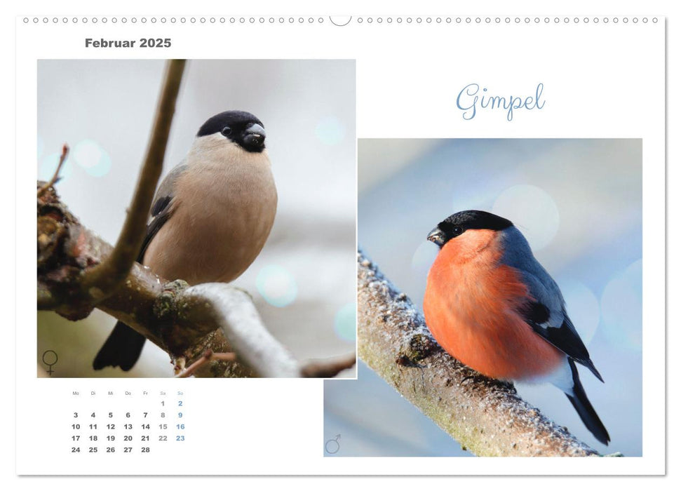 Vogel-Pärchen (CALVENDO Premium Wandkalender 2025)