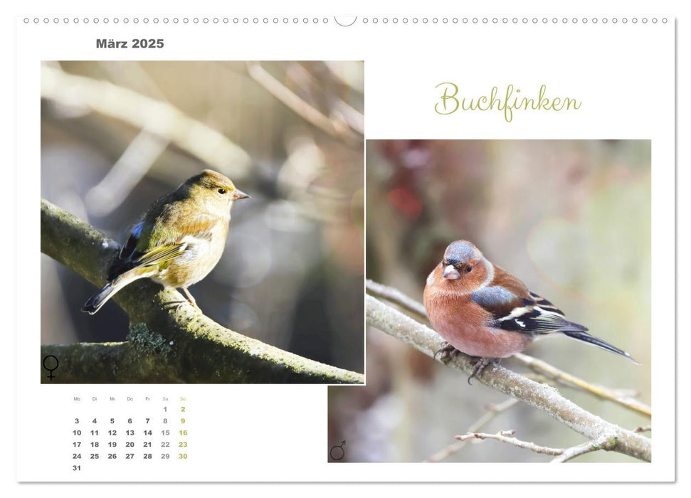 Vogel-Pärchen (CALVENDO Premium Wandkalender 2025)