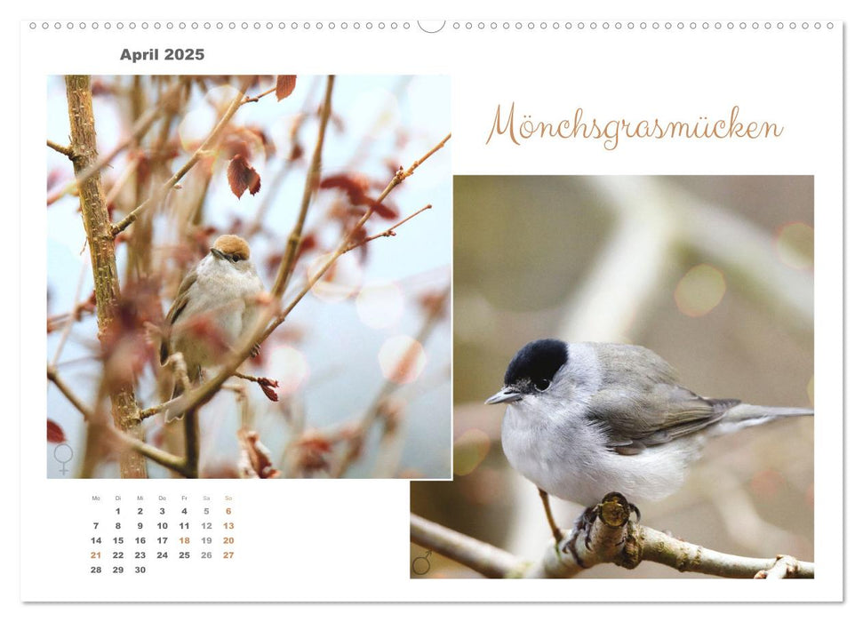 Vogel-Pärchen (CALVENDO Premium Wandkalender 2025)