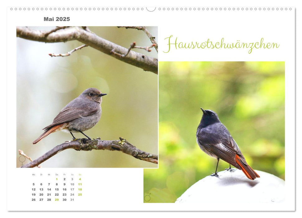 Vogel-Pärchen (CALVENDO Premium Wandkalender 2025)