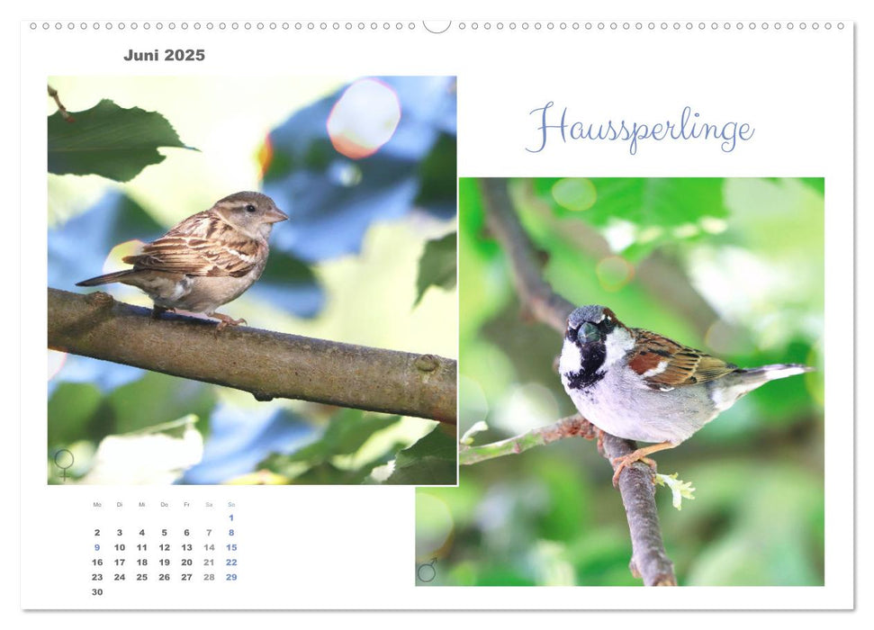 Vogel-Pärchen (CALVENDO Premium Wandkalender 2025)