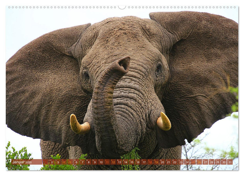 Botswana- Pirschfahrt mit Garantie auf Wildlife (CALVENDO Premium Wandkalender 2025)