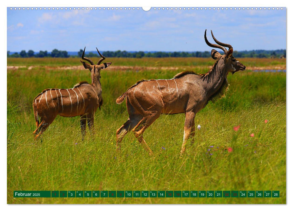 Botswana- Pirschfahrt mit Garantie auf Wildlife (CALVENDO Premium Wandkalender 2025)