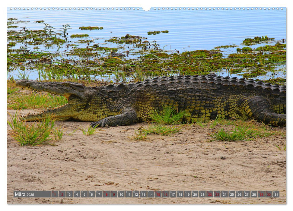 Botswana- Pirschfahrt mit Garantie auf Wildlife (CALVENDO Premium Wandkalender 2025)