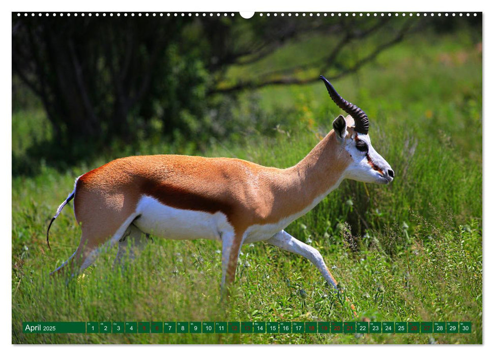 Botswana- Pirschfahrt mit Garantie auf Wildlife (CALVENDO Premium Wandkalender 2025)