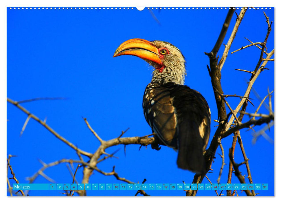 Botswana- Pirschfahrt mit Garantie auf Wildlife (CALVENDO Premium Wandkalender 2025)