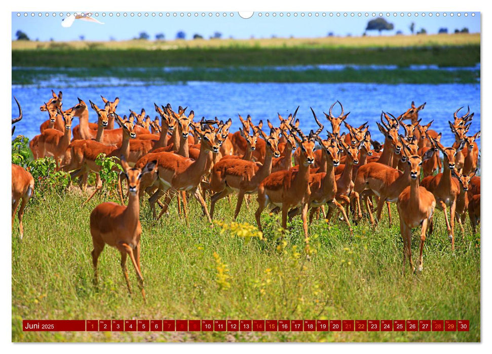 Botswana- Pirschfahrt mit Garantie auf Wildlife (CALVENDO Premium Wandkalender 2025)