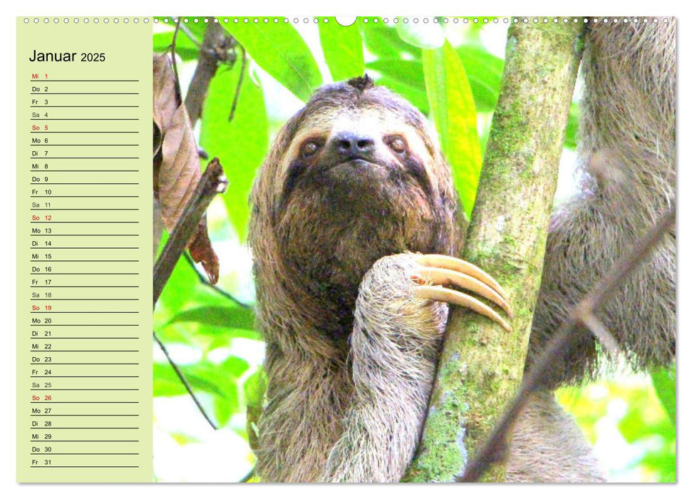 Der Faultier-Planer für mehr Ruhe und Gemütlichkeit! (CALVENDO Wandkalender 2025)