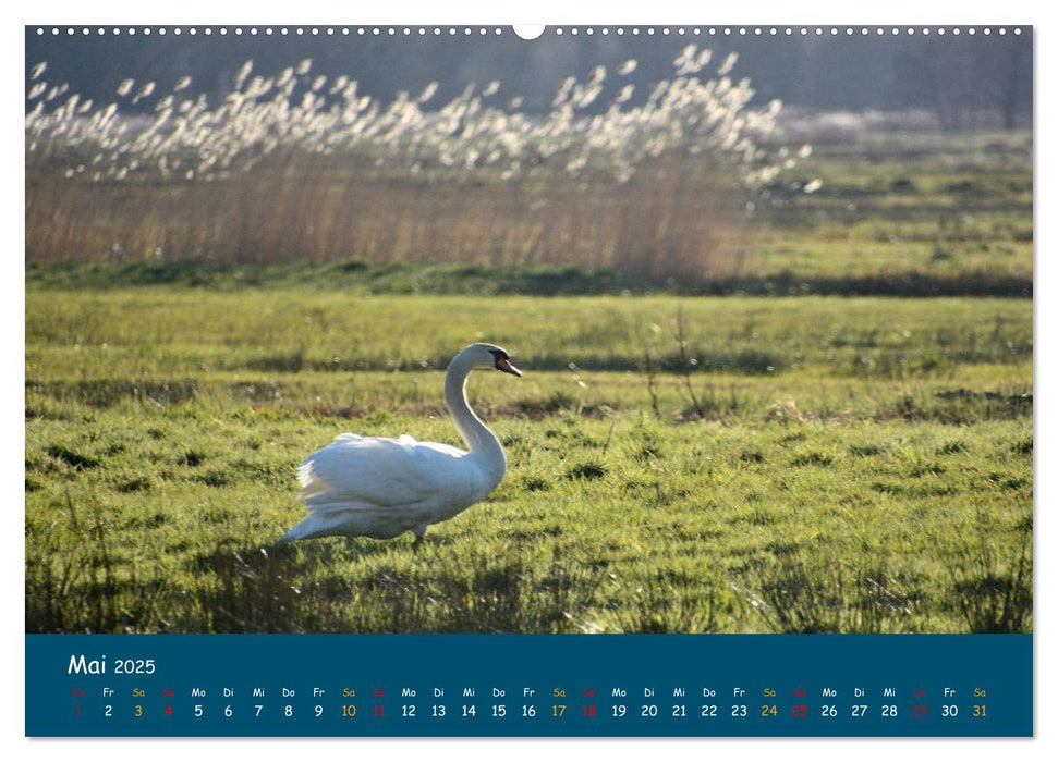 Naturschutzgebiet Wümme (CALVENDO Premium Wandkalender 2025)