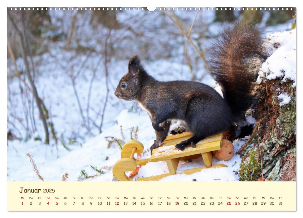 Eichhörnchen - zauberhaft verspielt (CALVENDO Premium Wandkalender 2025)