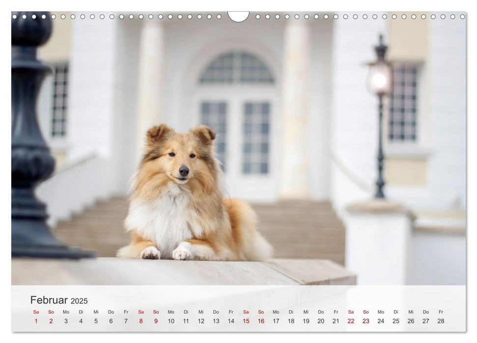 Nordische Schnauzen (CALVENDO Wandkalender 2025)