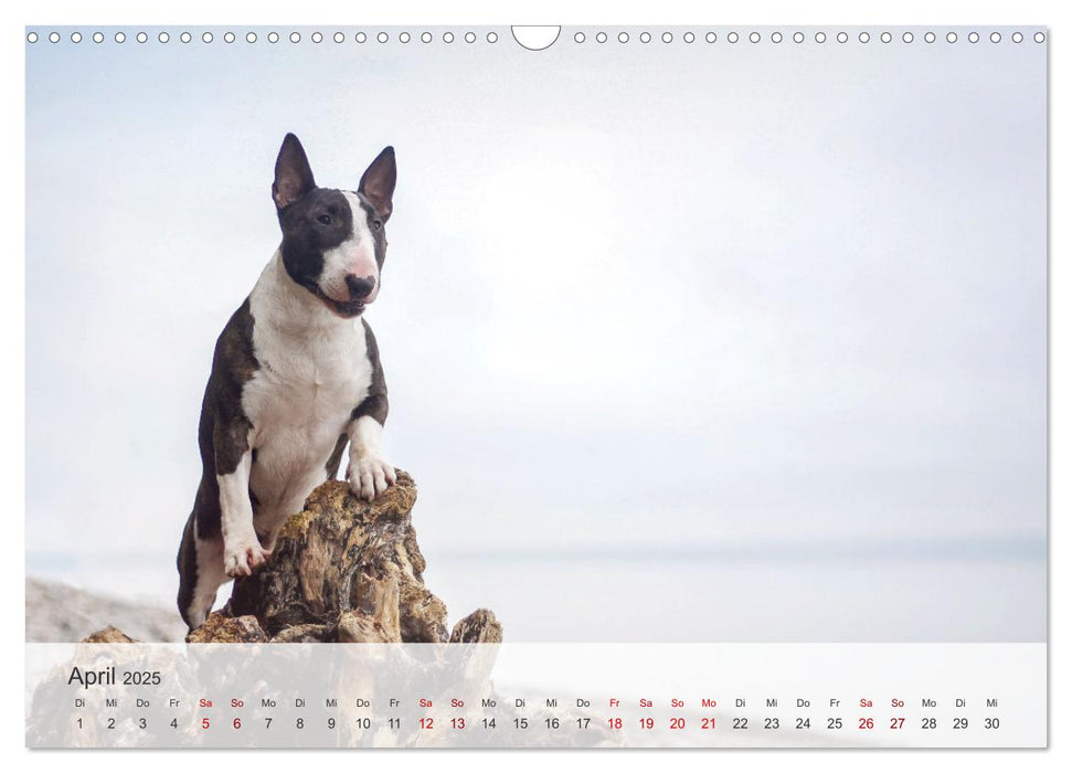 Nordische Schnauzen (CALVENDO Wandkalender 2025)