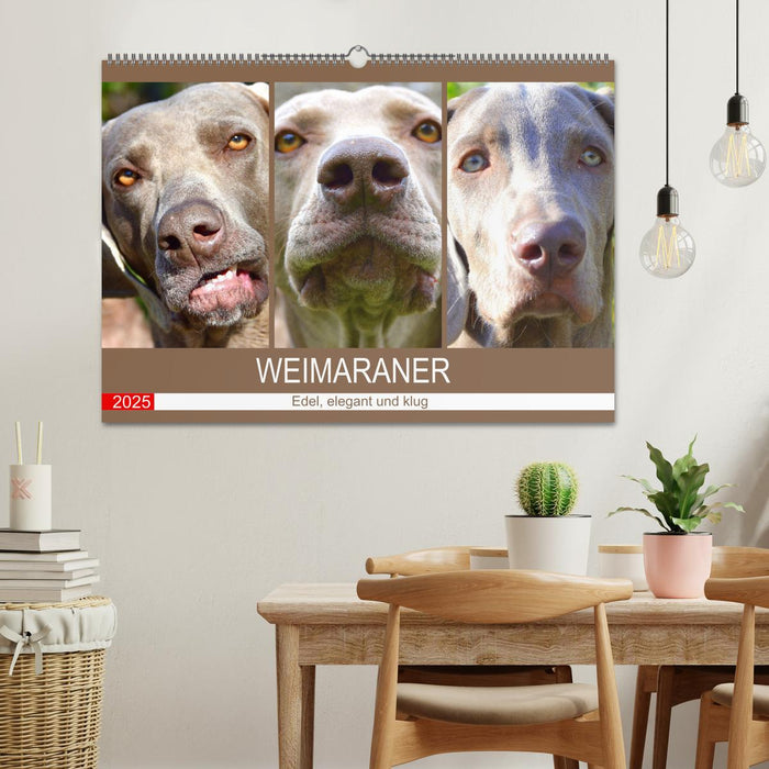 Weimaraner. Edel, elegant und klug (CALVENDO Wandkalender 2025)