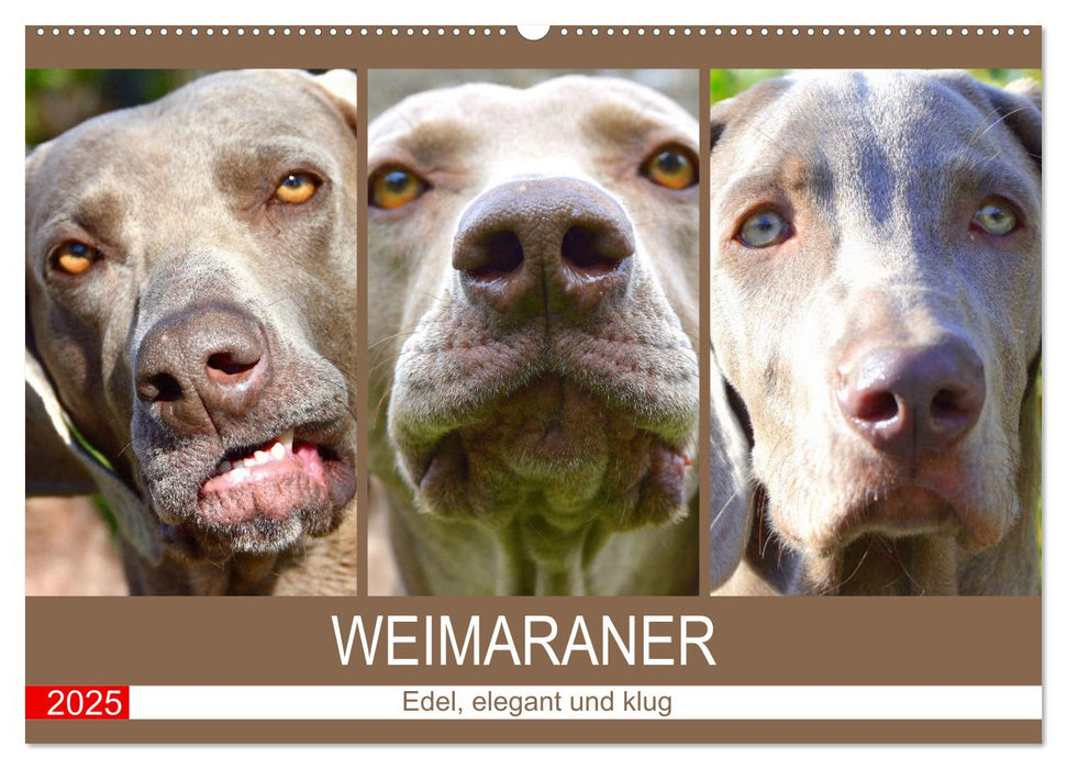 Weimaraner. Edel, elegant und klug (CALVENDO Wandkalender 2025)