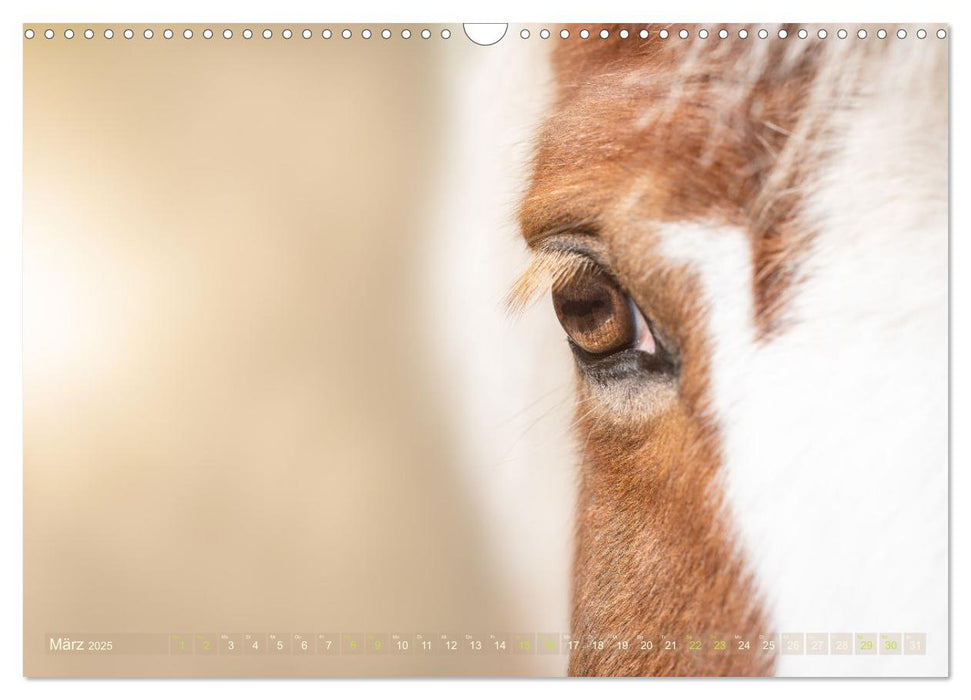 Im Auge des Pferdes (CALVENDO Wandkalender 2025)