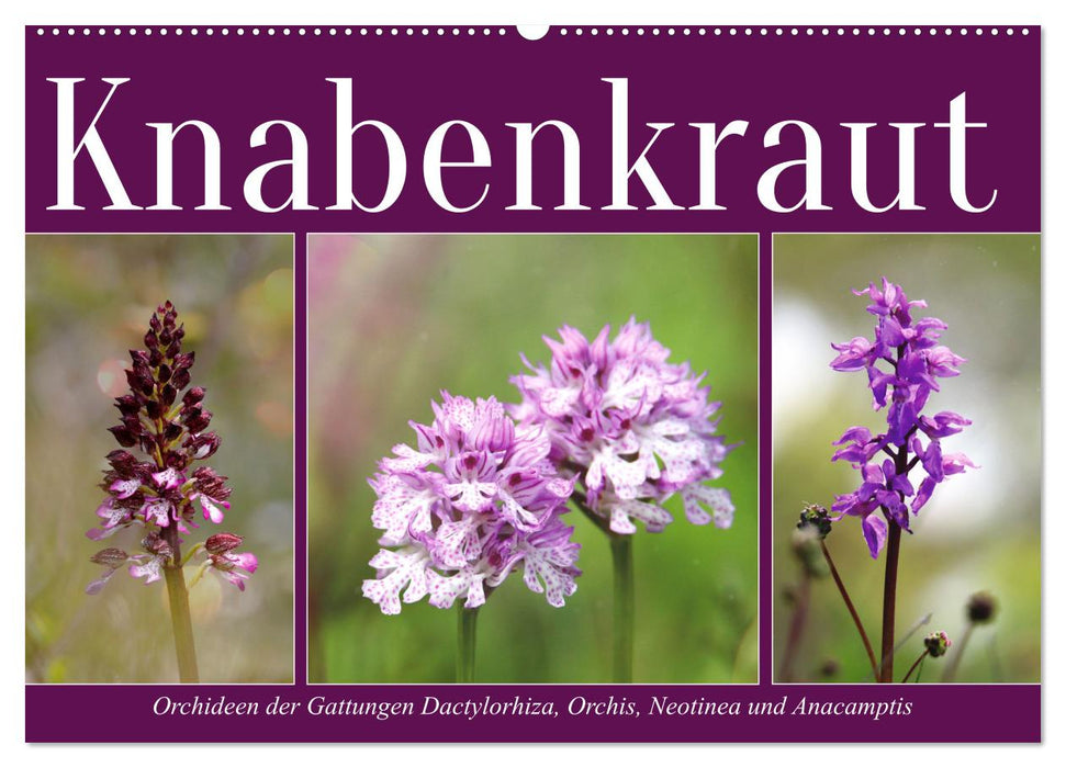 Knabenkraut (CALVENDO Wandkalender 2025)