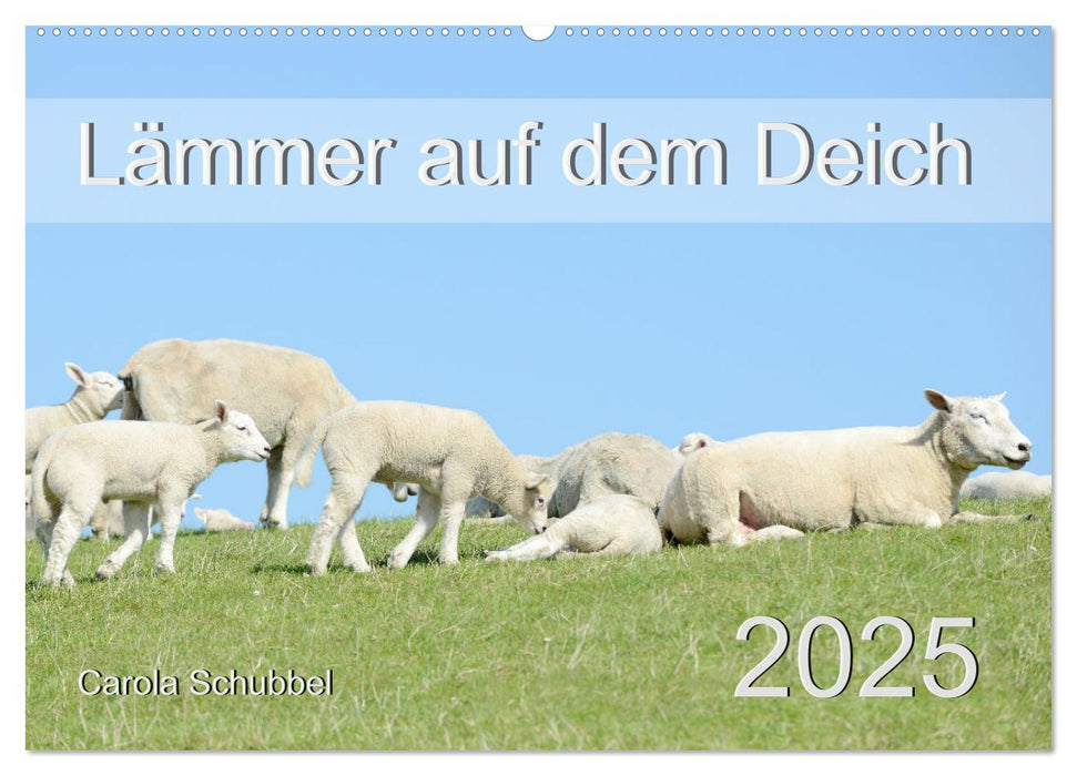 Lämmer auf dem Deich (CALVENDO Wandkalender 2025)