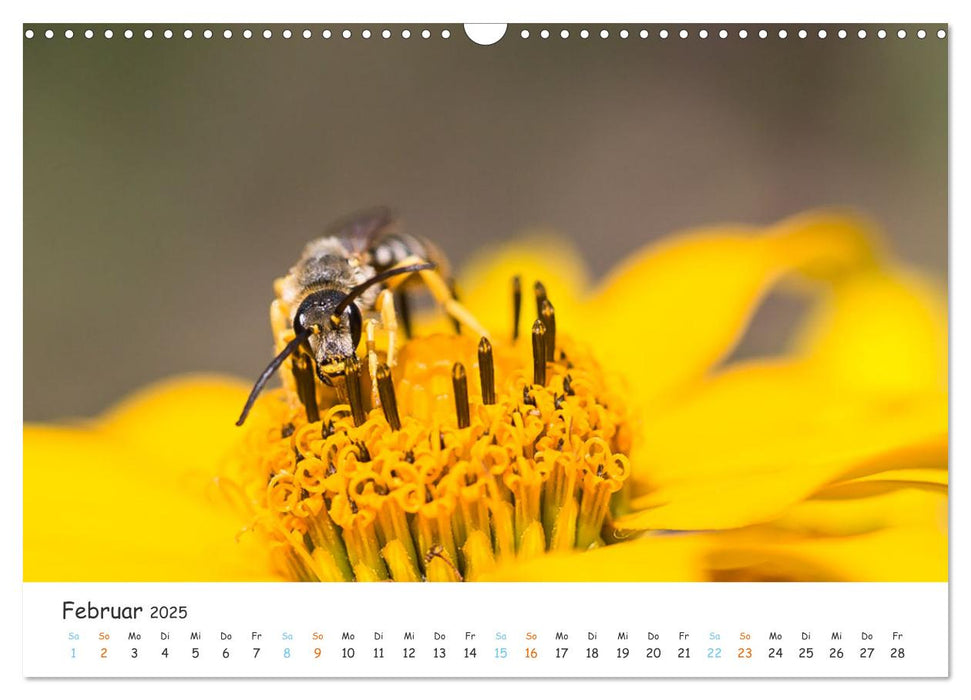 Bee Beautiful - Die phantastische Welt der Bienen (CALVENDO Wandkalender 2025)