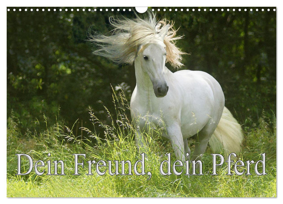 Dein Freund, dein Pferd (CALVENDO Wandkalender 2025)