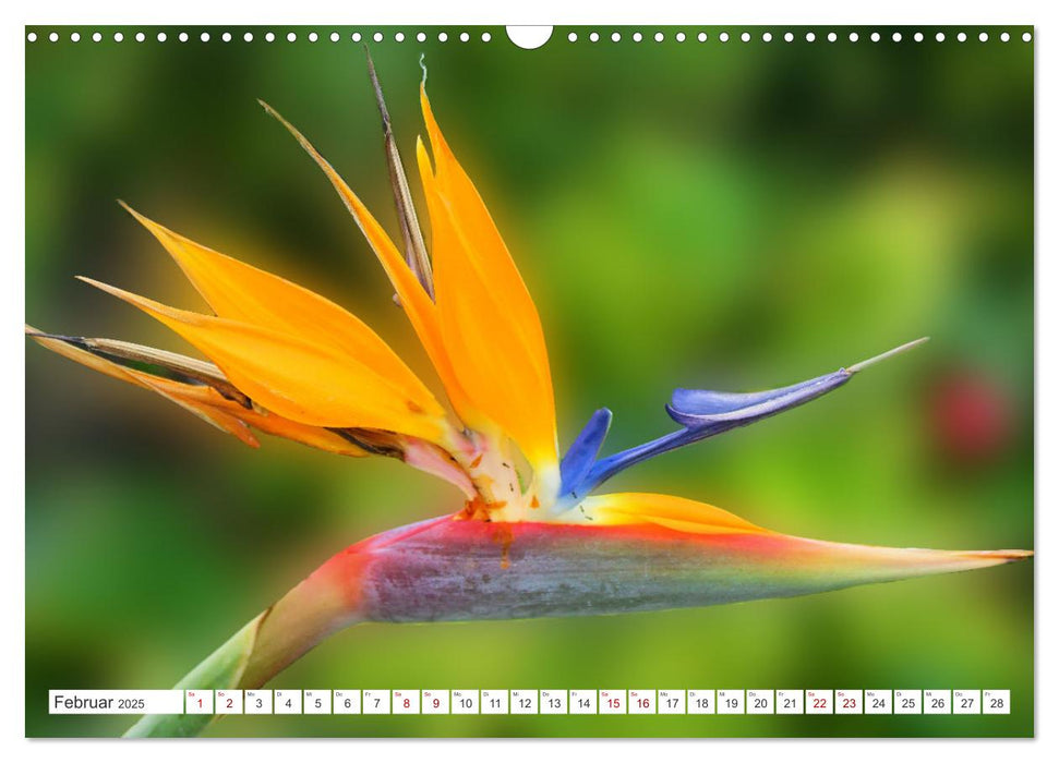 Asiatische Blumenpracht (CALVENDO Wandkalender 2025)