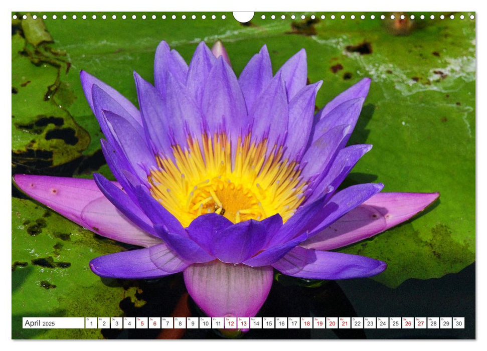 Asiatische Blumenpracht (CALVENDO Wandkalender 2025)