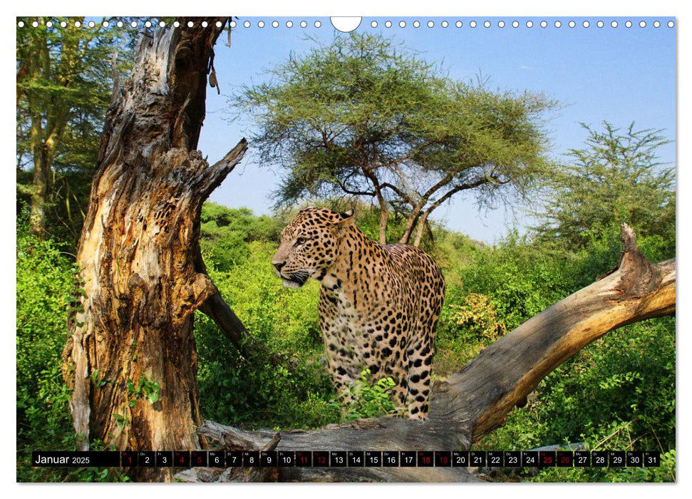 Tierparadies Kenia (CALVENDO Wandkalender 2025)