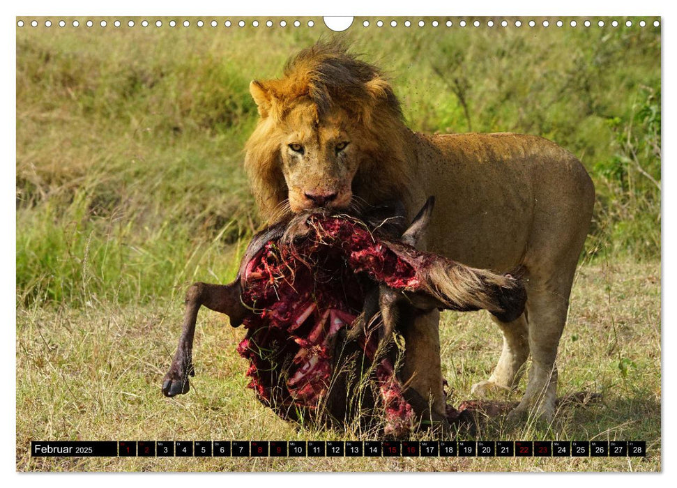 Tierparadies Kenia (CALVENDO Wandkalender 2025)