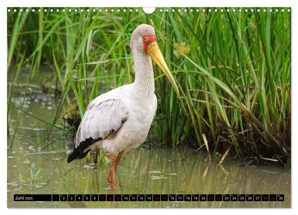 Tierparadies Kenia (CALVENDO Wandkalender 2025)