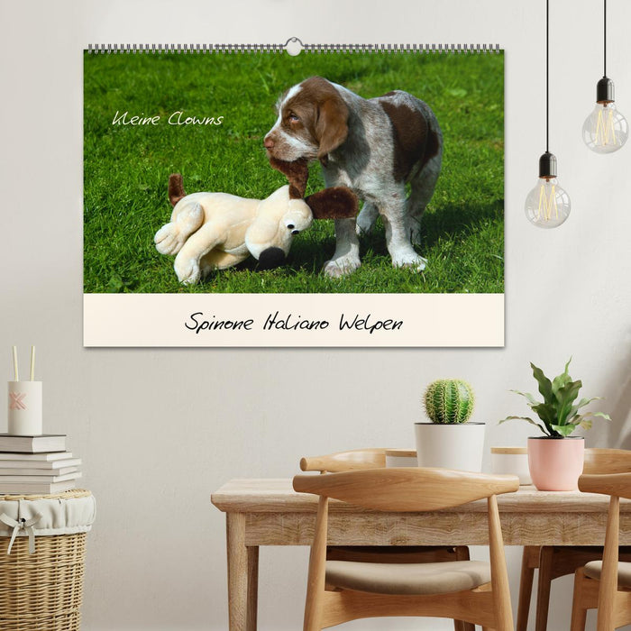 Spinone Italiano Welpen - Kleine Clowns (CALVENDO Wandkalender 2025)