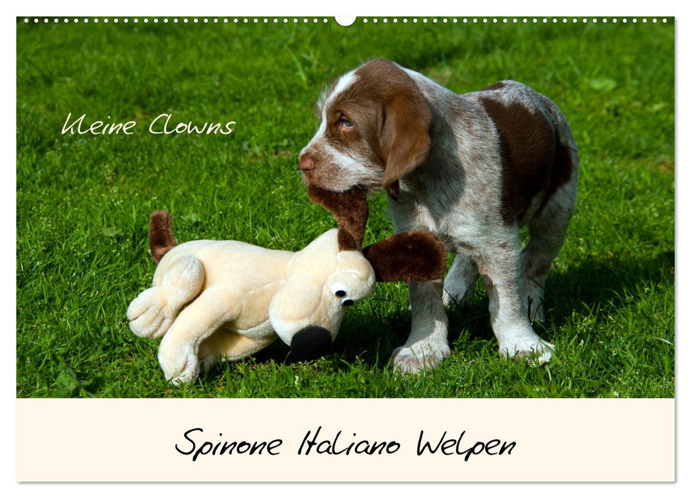 Spinone Italiano Welpen - Kleine Clowns (CALVENDO Wandkalender 2025)