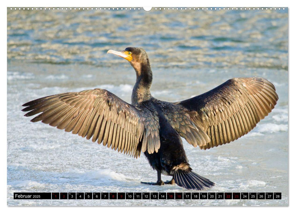 Der Kormoran - Ein intelligenter Fischjäger (CALVENDO Wandkalender 2025)