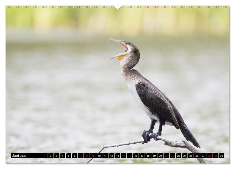 Der Kormoran - Ein intelligenter Fischjäger (CALVENDO Wandkalender 2025)