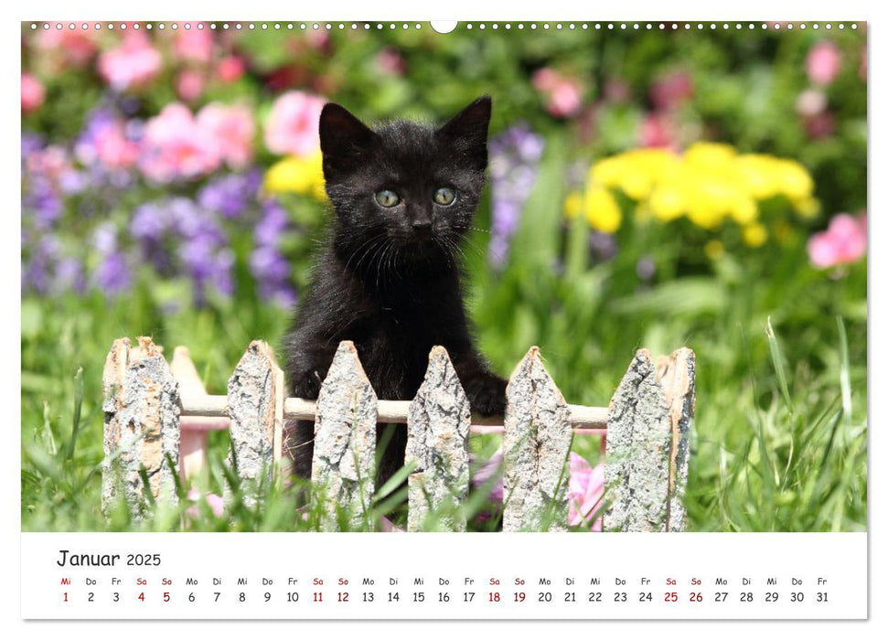 Süße Kätzchen - cute kittens (CALVENDO Wandkalender 2025)