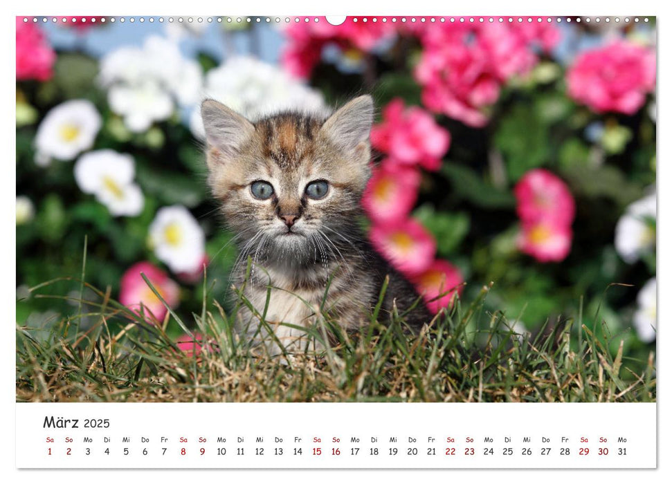 Süße Kätzchen - cute kittens (CALVENDO Wandkalender 2025)