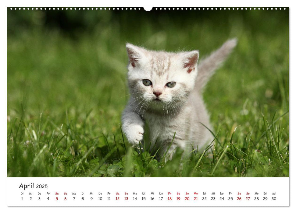 Süße Kätzchen - cute kittens (CALVENDO Wandkalender 2025)