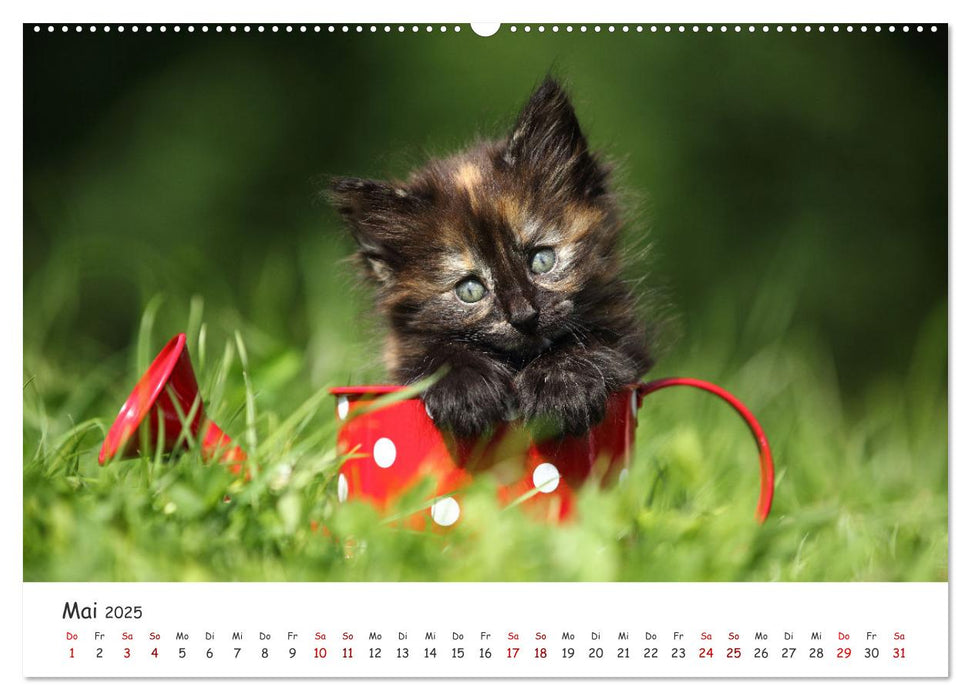 Süße Kätzchen - cute kittens (CALVENDO Wandkalender 2025)