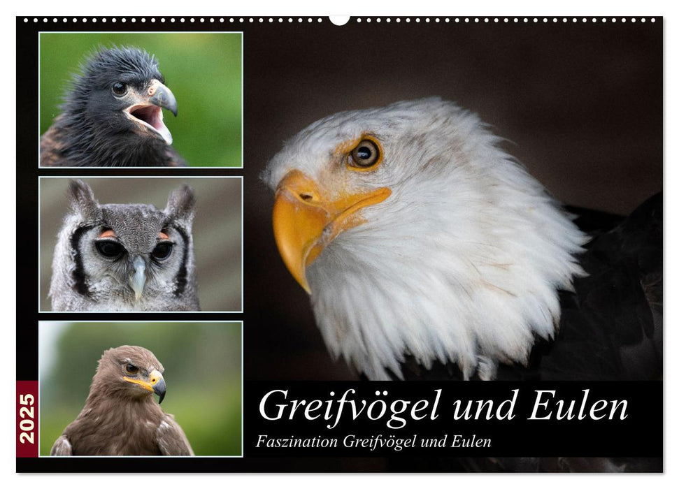 Greifvögel und Eulen (CALVENDO Wandkalender 2025)