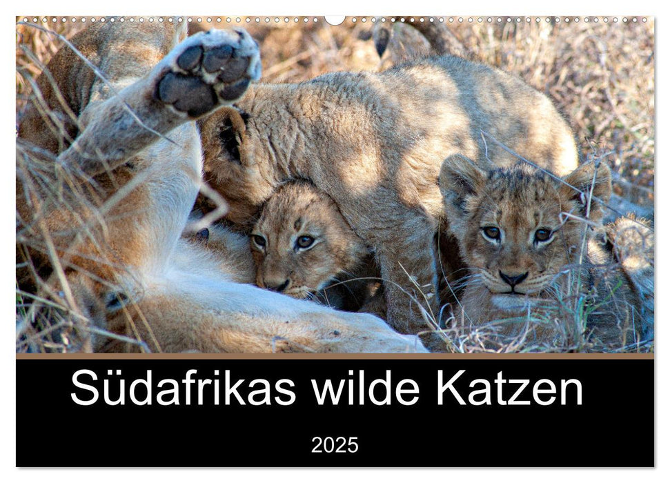 Südafrikas wilde Katzen (CALVENDO Wandkalender 2025)