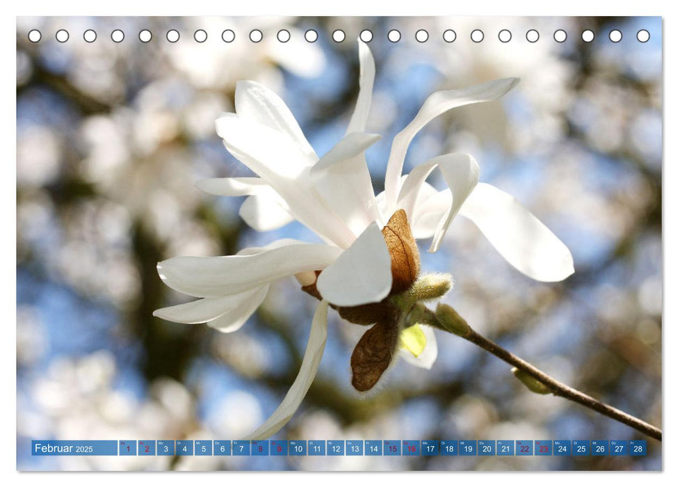 Magnolien-Frühling (CALVENDO Wandkalender 2025)