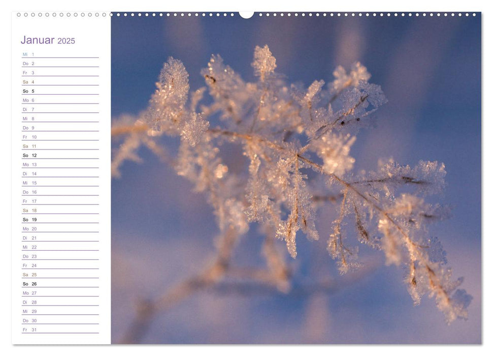 Schau mal genauer hin ... Detailfotografie aus unserer wunderschönen Natur (CALVENDO Premium Wandkalender 2025)