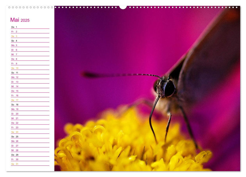 Schau mal genauer hin ... Detailfotografie aus unserer wunderschönen Natur (CALVENDO Premium Wandkalender 2025)